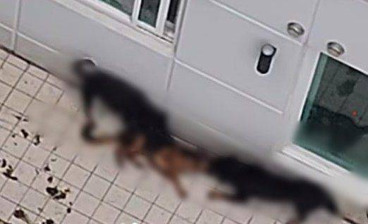 경기 부천의 한 오피스텔 테라스에서 방치된 맹견 2마리가 다른 개를 물어뜯는 등 동물 학대가 의심된다는 신고가 지난 19일 접수돼 경찰이 수사에 나섰다. ⓒ트위터 캡쳐