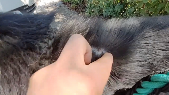 짱이의 몸에 로트 와일러에게 물렸던 상처가 남아있다. 유튜브 ‘스나이퍼_안똘’ 갈무리.