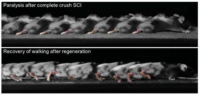 뒷다리가 마비된 상태로 걷는 모습(위)과 치료 후 다시 걷는 모습 [Jordan W. Squair et al./ Science 제공. 재판매 및 DB 금지]