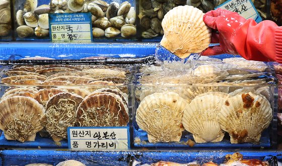 24일 일본 후쿠시마 제1원전 오염수 방류 한달을 맞으면서 일본 수산업계가 큰 타격을 입고 있다. 사진은 지난 18일 서울 동작구 노량진 수산시장에서 한 상인이 일본산 가리비를 꺼내는 모습. 뉴스1