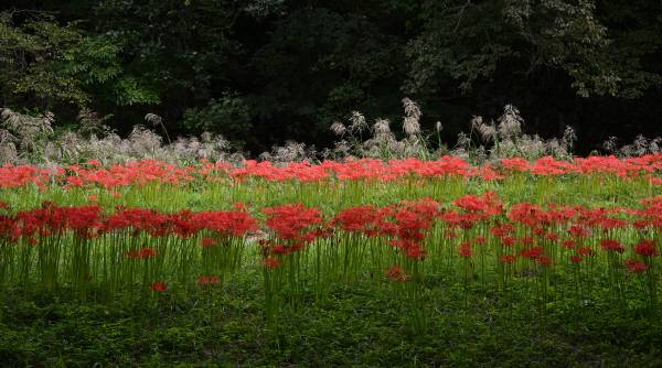 꽃무릇을 석산(石蒜)이라고도 합니다. ‘산(蒜)’은 원래 ‘달래’를 뜻하지만 ‘마늘’을 의미하기도 합니다. 석산이라는 이름은 꽃무릇의 알뿌리의 맛이 매우면서 달고 마늘냄새가 나는데서 비롯되었습니다.