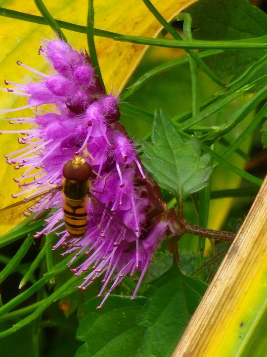 꽃향유는 햇볕이 잘 드는 곳에서 잘 자라며 꽃이 칫솔 모양으로 한쪽 방향만 보며 피어 비대칭형이다. 4월에 씨앗을 뿌려도 그 해 가을이면 키가 50∼60cm 정도 자라며 꽃이 많이 달리고 한 달이상 피어 가을화단용으로 적격이다. 2022년 10월16일 서울 안산.