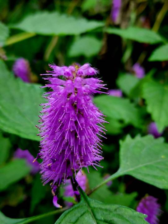 꽃향유는 꽃이삭을 형성하는 작은 꽃들은 꽃받침이 대롱 모양으로 끝이 5개로 갈라지고 꽃잎은 입술 모양이고 윗입술은 가운데가 오목하게 들어가고 아랫입술은 다시 3갈래로 갈라진다. 수술은 4개인데 그중에서 2개는 짧고 2개는 유별나게 길어서(2강웅예) 꽃 밖으로 길게 뻗어있다. 그래서 꽃이삭은 수많은 수술이 꽃잎 밖으로 삐죽삐죽 뻗어있는 독특한 모습을 연출하게 된다. 2022년 10월 16일 서울 안산.