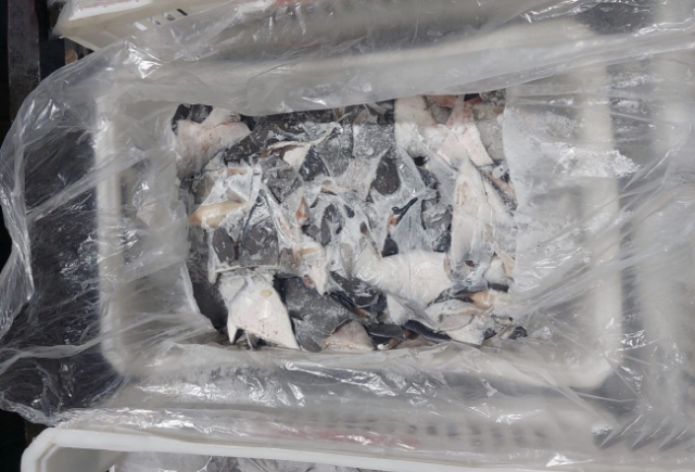 ▲ 브라질에서 아시아로 밀수출하려던 샥스핀 압수품. ⓒ브라질 환경보호국(BAMA)