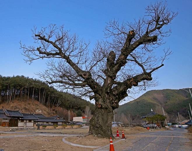 경북 안동 온혜리 밤나무