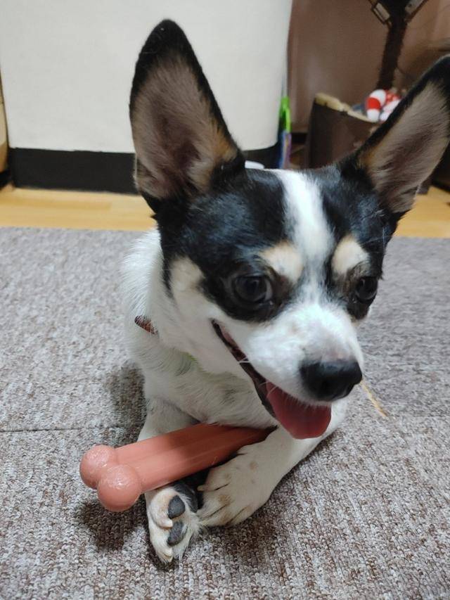 갑돌이는 평소에도 먹성이 좋은 강아지로, 밥을 거르는 일은 전혀 없었다. 그래서 윤정 씨에게 갑돌이의 식사 거부는 매우 이상하게 느껴졌다. 갑돌이 보호자 조윤정 씨 제공