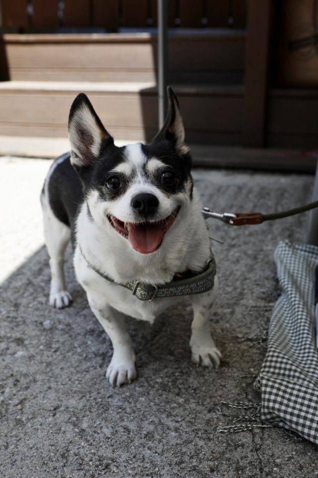 다행히 갑돌이는 체중감량으로 인한 스트레스를 크게 받지 않는 것으로 확인됐다. 갑돌이 보호자 조윤정 씨 제공