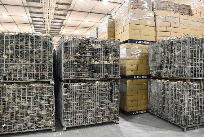 14일(일본 현지시간) 홋카이도의 한 수산물 업체의 창고에 가득 쌓여있는 가리비 재고. 마이니치신문 제공