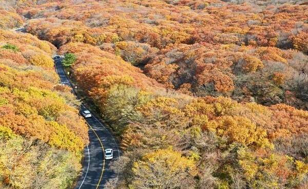 제주 한라산 1100도로 /조선일보
