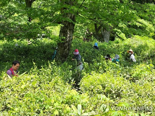 선암사 차밭 [고려천태국제선차연구보존회 제공. 재판매 및 DB 금지]