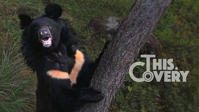 <디스커버리> 우리가 몰랐던 곰 이야기