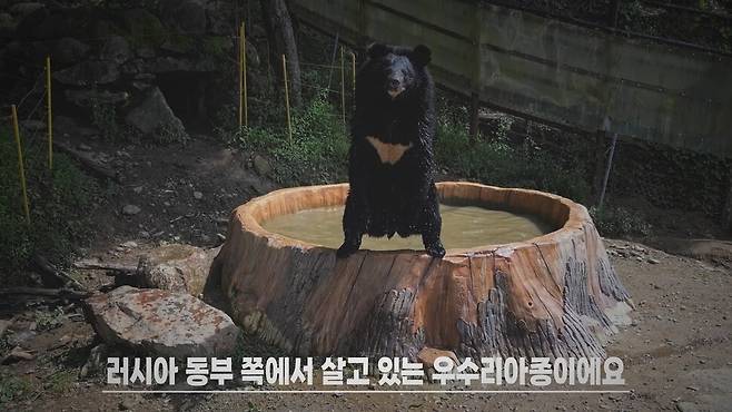 야생생물보전원 남부보전센터 방사장에 있는 토종 반달가슴곰1. <디스커버리> 화면 갈무리.
