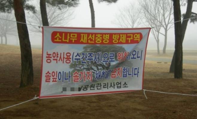 솔잎 및 가지 채취를 금지하는 현수막 [예주나무병원 블로그]