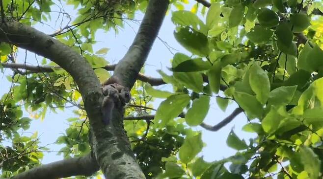 지난 5월14일 내장산에서 촬영된 나무 위 하늘다람쥐.(사진=국립공원공단 제공)2023.09.26.