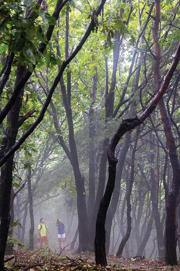 산행 내내 비가 끊이지 않고 내린 탓에 숲에 안개가 드리웠다.