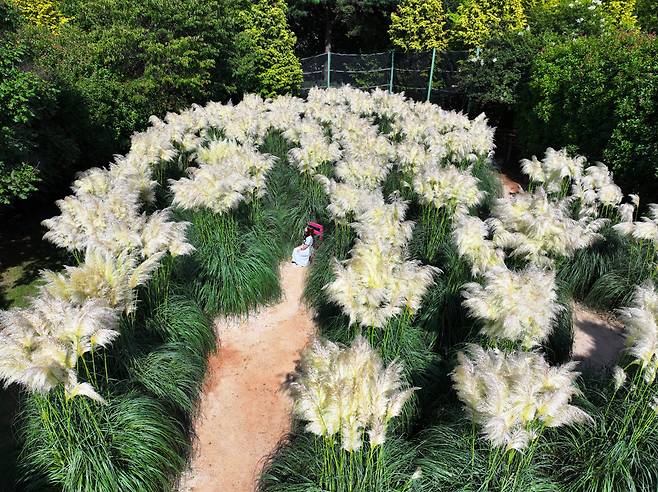 청사수목원 팜파스가든 드론사진 [지역관광홍보 워킹그룹 지엔씨이십일 촬영]