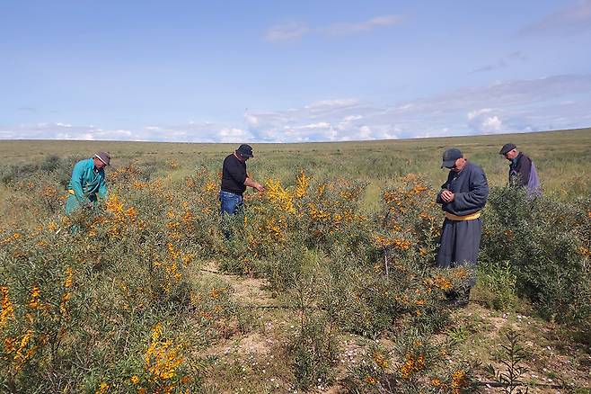 어기노르 솜에 조성된 페이퍼리스 생태림에서 마을 주민들이 노란 열매를 맺은 비타민 나무를 가꾸고 있다. ⓒ시사IN 이오성