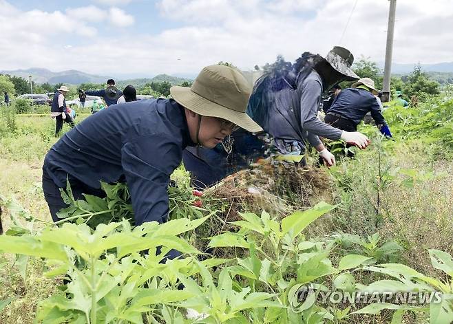 단풍잎돼지풀 제거 활동 [연합뉴스 자료사진]