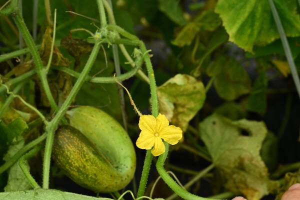 조선오이는 5월부터 10월까지 수확하는데 호박처럼 땅의 지기를 흡수하면서 자라기에 개량오이처럼 거치대나 타오름줄이 필요 없습니다. 열매를 맺는데는 햇빛과 물이면 됩니다.