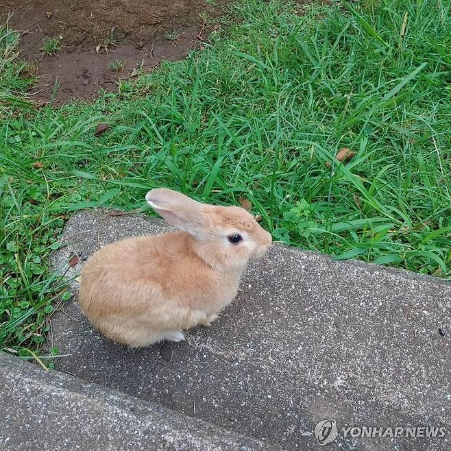 제주 사라봉에 사는 토끼 [촬영 고성식]