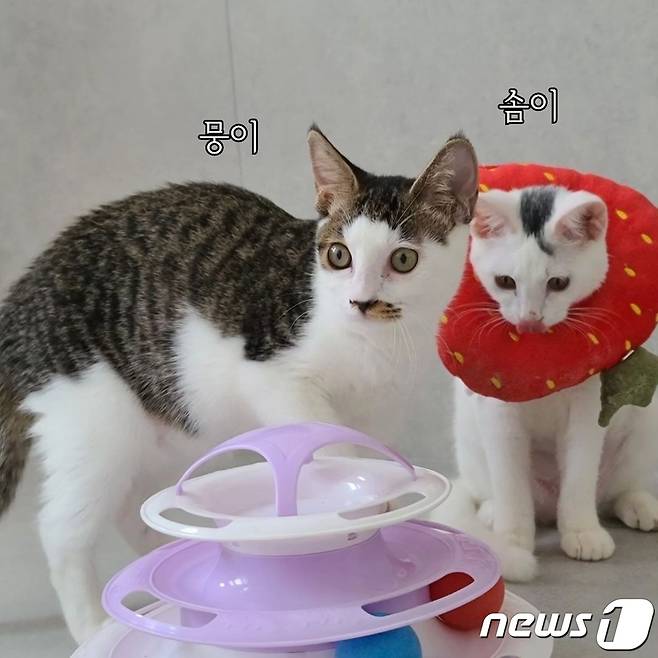 새 가족을 기다리고 있는 고양이들(나비야사랑해 제공) ⓒ 뉴스1