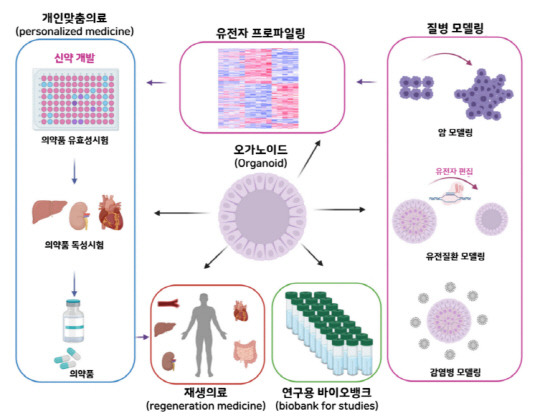 오가노이드의 주요 응용 분야. <자료: 한국의약품안전관리원 첨단바이오 포커스>