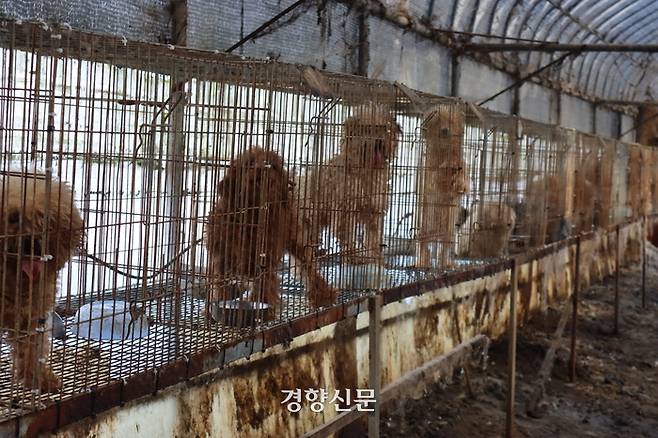지난해 11월17일 경기 연천군에서 허가를 받아 운영하는 강아지 번식장 내부에 모견들이 뜬장 안에서 살아가고 있었다. 동물권행동 카라 제공