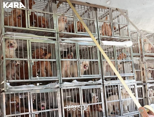 지난달 1일 적발된 경기 화성의 한 강아지 공장에서 강아지들이 층층이 쌓인 철장 케이지에 갇혀있는 모습. 동물권행동 카라 홈페이지 갈무리