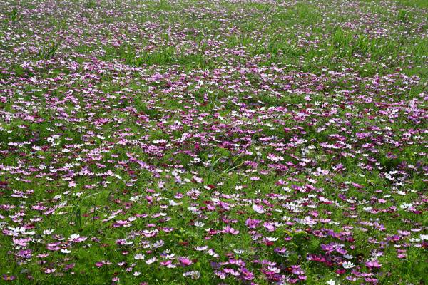 하늘하늘 춤추듯이 흔들거리는 코스모스가 흐드러지게 핀 꽃길을 걸으면 가을의 낭만이 느껴집니다. 코스모스는 홀로 피는 것보다 무리 지어 피어있을 때 더 예쁩니다.