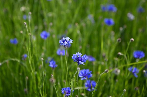 수레국화는 꽃잎이 섬세하고 푸른빛이 남달라 들판에 군락을 이루고 있으면 시선을 잡아둘 정도로 아름답습니다.