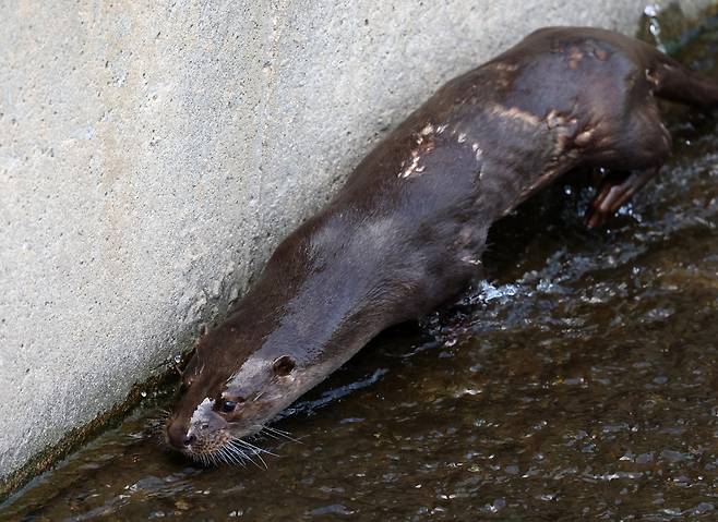 몸통 부분의 털이 빠진 강릉 남대천 수달 [촬영 유형재]