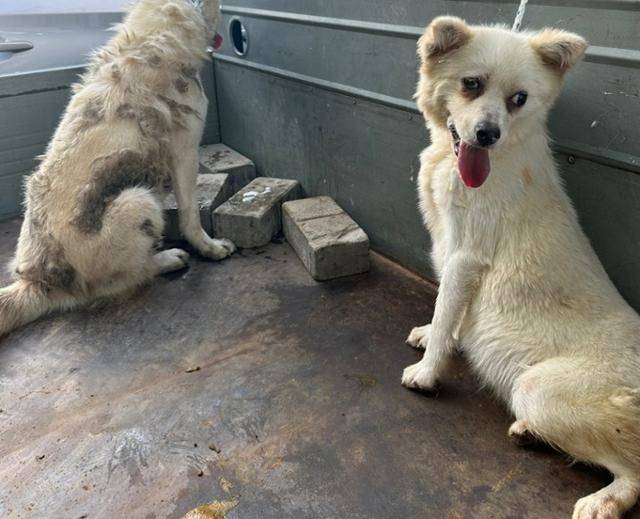 지난달 18일, 경남 김해시에서 개 두 마리를 트럭 짐칸에 매단 채 달리는 장면이 포착돼 경찰에 신고가 접수됐다. 그러나 경찰은 동물학대가 아니라며 트럭 운전사를 돌려보냈다. 동물자유연대 제공