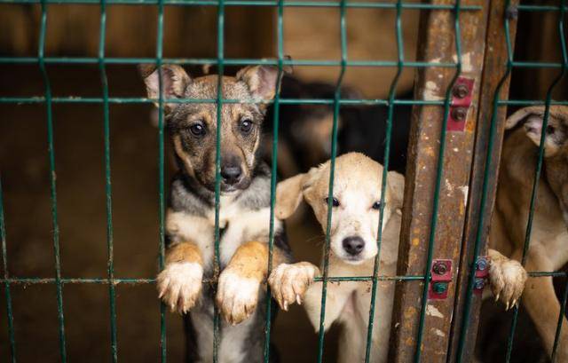 결국 상해를 입지 않아도 되는 건 기본적인 것이고, '동물복지'를 거론하기 위해서는 동물의 삶의 질도 신경써야 한다는 뜻이다. 게티이미지뱅크 *이해를 돕기 위한 자료 사진입니다.