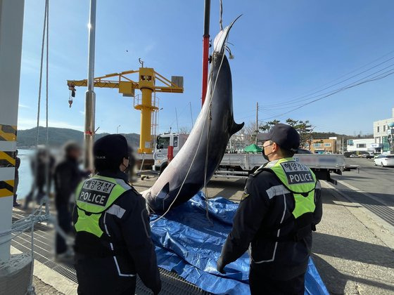 지난해 12월 4일 오전 9시 30분쯤 포항시 남구 장기면 양포항 동쪽 약 11㎞ 해상에서 8t급 어선 선장이 그물에 걸려 죽은 밍크고래를 발견해 해경에 신고했다.연합뉴스 [포항해양경찰서 제공]