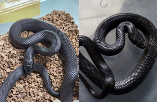 국내에서 발견된 블랙 킹스네이크. 국가동물보호정보시스템 갈무리