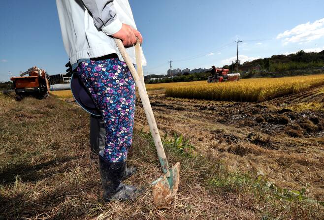 대전 유성구 한 들녘에서 농부가 벼를 수확하고 있다./신현종 기자