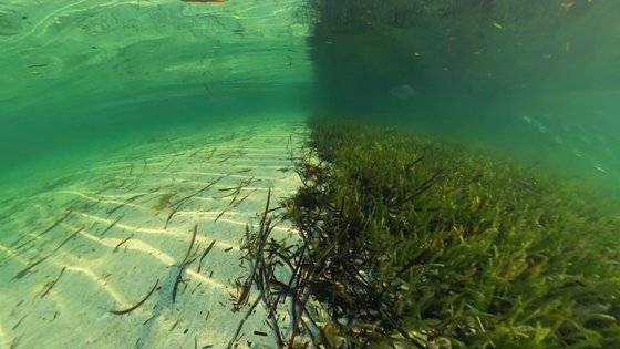 호주 샤크베이 해초대의 모습. 사진 스튜디오 VSS