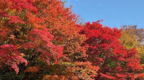 한라산 / 제주의 소리