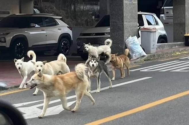 인천 서구에서 목격된 들개 무리. 무리 지어 다니며 사람을 향해 공격성을 보이기도 한다. 온라인커뮤니티 갈무리