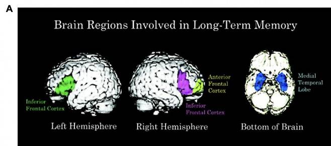 장기 기억 형성에 관여하는 뇌 부위. CELL 제공