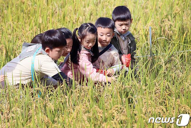 전북 완주군 고산자연휴양림 일원에서 열린 제11회 완주와일드&로컬푸드축제를 찾은 어린이들이 메뚜기잡기 체험을 즐기고 있다. (완주군 제공) 2023.10.6/뉴스1