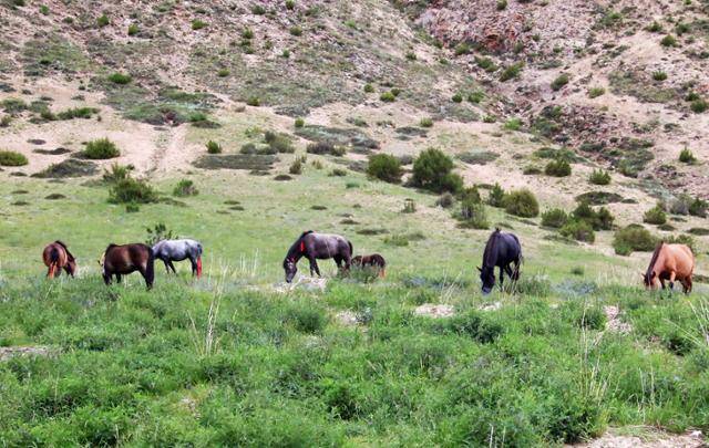 말들이 방다초원을 거닐며 풀을 뜯고 있다. ⓒ최종명