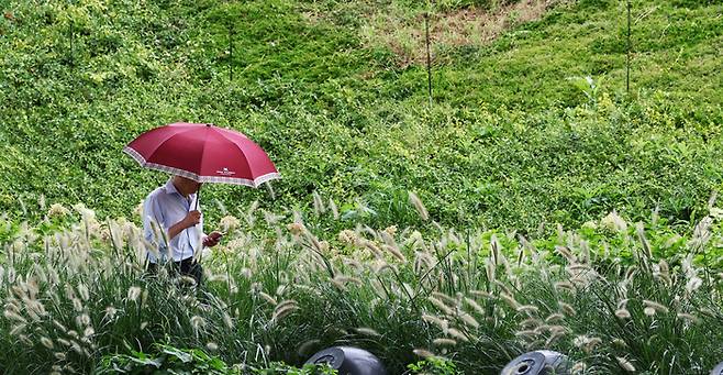 서울 묵동 중랑장미공원에 가을비가 내리고 있다. [사진 = 연합뉴스]