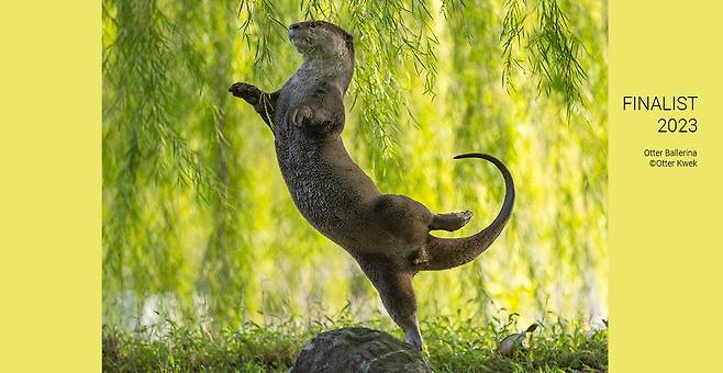 [Otter Kwek/Courtesy Comedy Wildlife Photography Awards]