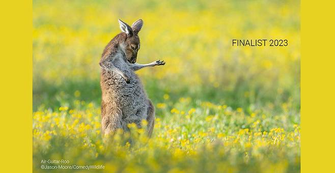 [Jason Moore/Courtesy Comedy Wildlife Photography Awards]
