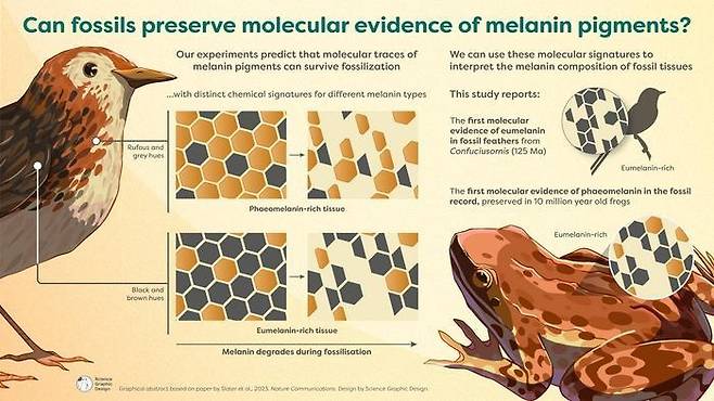 깃털 색소를 토대로 개구리 화석에서 색소 증거를 발견한 과정   [Nature Communications/Slater et al. Design by Science Graphic Design 제공. 재판매 및 DB 금지]