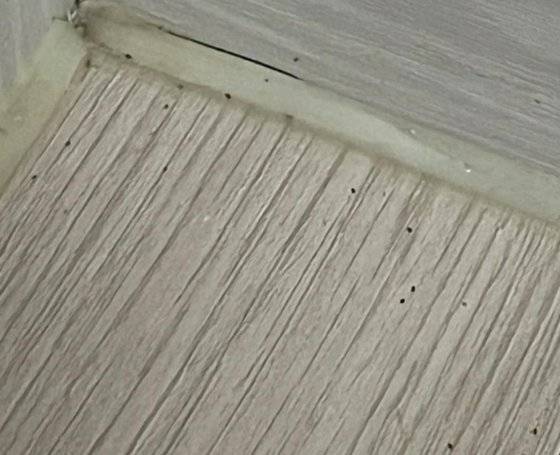 썩은 샌드위치에서 나온 벌레들. 작은 점처럼 보인다. 사진 A씨=연합뉴스