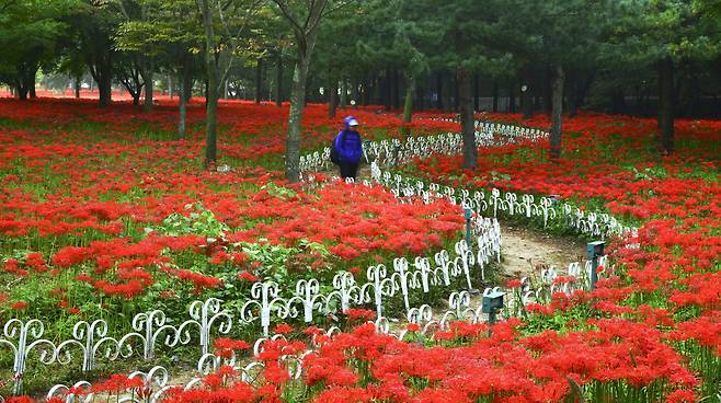 영광 불갑산상사화축제. 지난 연도 모습