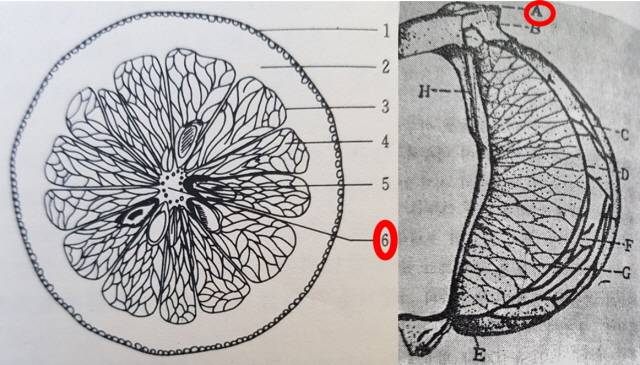 감귤 가로 단면(왼쪽)과 귤알맹이 구조도/사진=중국농업출판사<감귤학>, 선진문화사<감귤원예신간>. 감귤연구소 제공