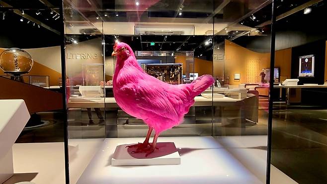 MIT 뮤지엄에 전시된 핑크닭. 합성생물학 기술을 적용하면 핑크닭을 실제로 볼 수도 있다. / 사진=강경주 기자